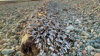Sahilde gezinirken bir anda karşısına çıktı! Önce ne olduğunu anlayamadı... Değeri dudak uçuklattı
