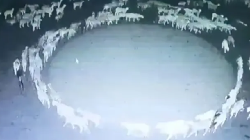 Korkutan kare! Çin’de yüzlerce koyun daire oluşturup hiç durmadan 12 gün boyunca döndü... Nedeni merak uyandırdı