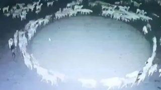 Korkutan kare! Çin’de yüzlerce koyun daire oluşturup hiç durmadan 12 gün boyunca döndü... Nedeni merak uyandırdı