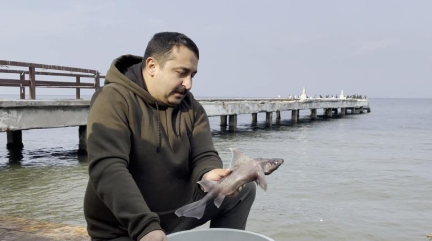Yalovalı balıkçının oltasına domuz köpekbalığı takıldı! Türk denizlerinde çok nadir