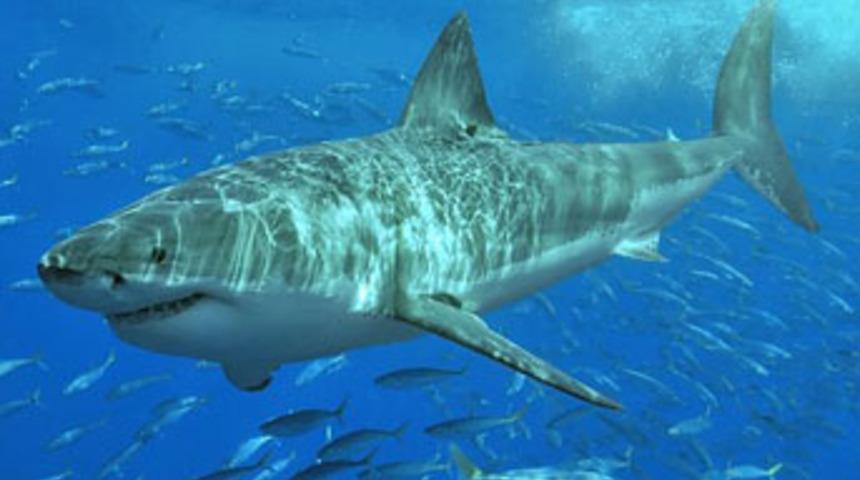 K&ouml;pek balığı teknesine vurdu, hayatı kurtuldu