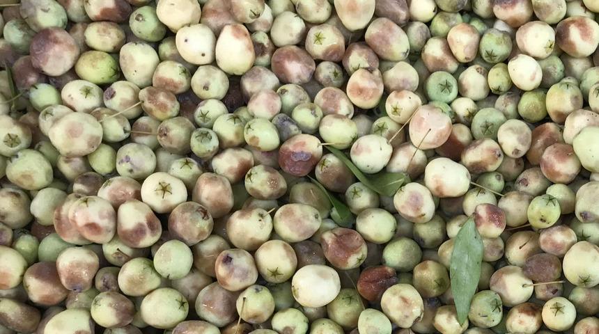 Doğada kendiliğinden yetişiyor, kimse yüzüne bakmıyor! Oysa ki baştan ayağa vücudu sıfırlıyor