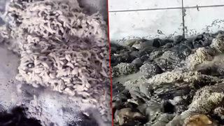 Mide bulandıran görüntüler sosyal medyayı ayağa kaldırmıştı! Ankara'da 'kurtlanan işkembe' iddiasına işletmeden yanıt geldi