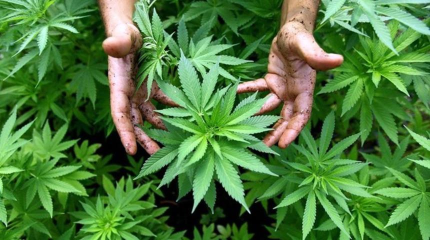 Esrar &uuml;r&uuml;nleriyle kanser tedavisi yaptığını iddia eden firmalara uyarı