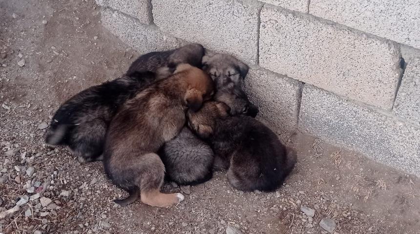 Kuyuya düşen 6 köpek yavrusunu itfaiye ekipleri kurtardı