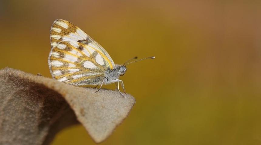 T&uuml;rkiye'de ilk kez g&ouml;r&uuml;nt&uuml;lendi