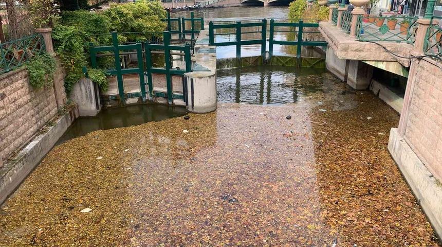 Dökülen yapraklar Porsuk yüzeyini kapladı