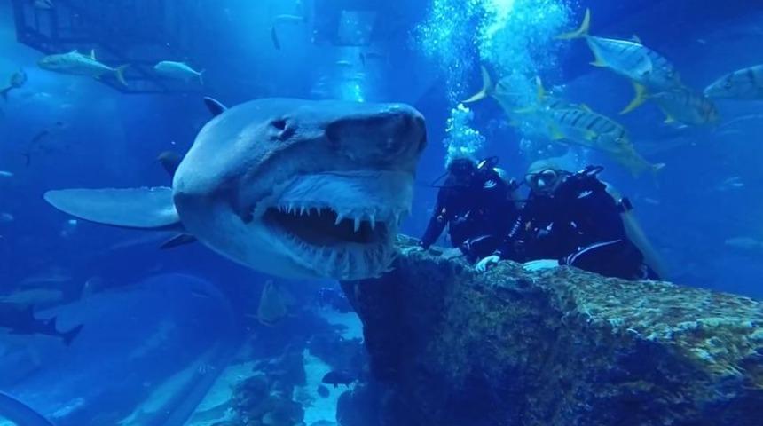 Tedirgin eden karşılaşma! Tek gözlü ve ürkütücü dişlere sahip köpekbalığıyla göz göze geldiler... İzleyenler korkuyla takip etti