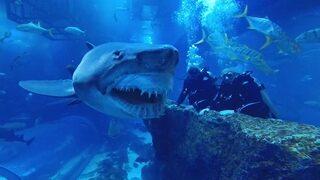 Tedirgin eden karşılaşma! Tek gözlü ve ürkütücü dişlere sahip köpekbalığıyla göz göze geldiler... İzleyenler korkuyla takip etti