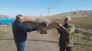 Elektrik akımına kapılan dev baykuş telef oldu