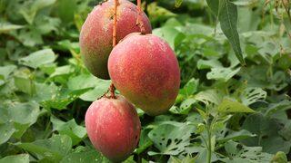 Meyve değil adeta para yetiştiriyorlar: Sadece bir ağaçtan 190 bin TL! Üreticinin yeni gözdesi oldu