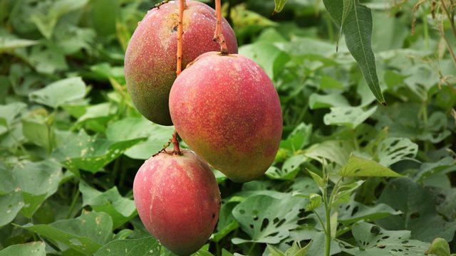 Meyve değil adeta para yetiştiriyorlar: Sadece bir ağaçtan 190 bin TL! Üreticinin yeni gözdesi oldu