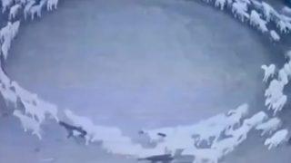 Daire çizerek hiç durmadan 12 gün boyunca dönen koyunların gizemi çözüldü! “Sürü psikolojisi”