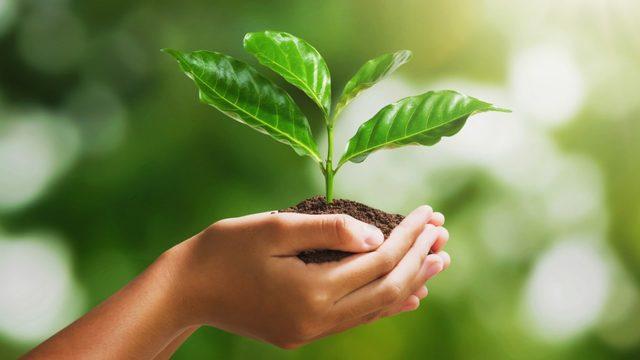 24 Kasım Öğretmenler Günü fidan bağışı nasıl yapılır, ücretsiz mi?  TEMA Öğretmenler Günü fidan bağışı ne kadar, kaç TL? 