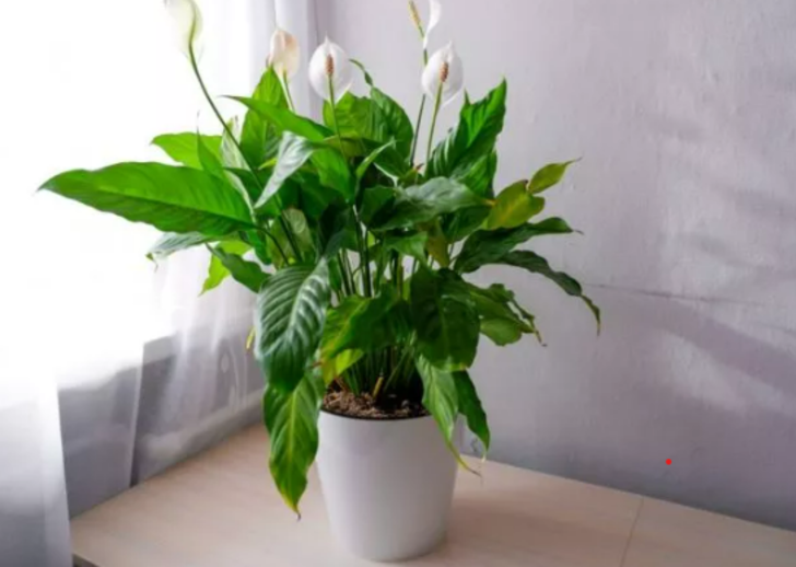 HAVADAKİ NEMİ EMEN BİTKİLER ALMAK