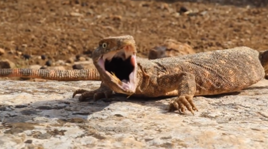 Şanlıurfa'da çöl varanı görüldü! Bakanlık, tedavi altına alındığını duyurdu