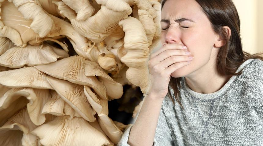Her bulduğunuz mantarı yemeyin! Önce kontrol edin: Öldürüyor