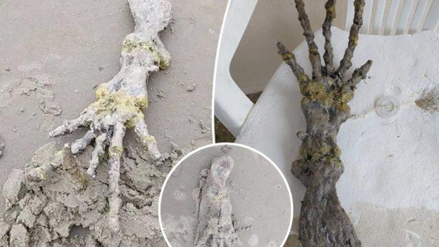 Sosyal medya bu görüntüleri konuşuyor! Bir anda sahilde karşılarına çıktı... Merak konusu oldu