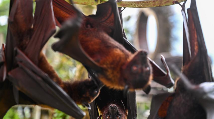 Panik yaratan yeni virüs açıklaması: Her 3 insandan birini öldürüyor