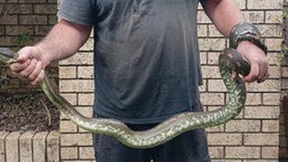 3 metrelik dev bir piton 5 yaşındaki çocuğu ısırdı! Bütün olarak yemesine ramak kala kurtarıldı