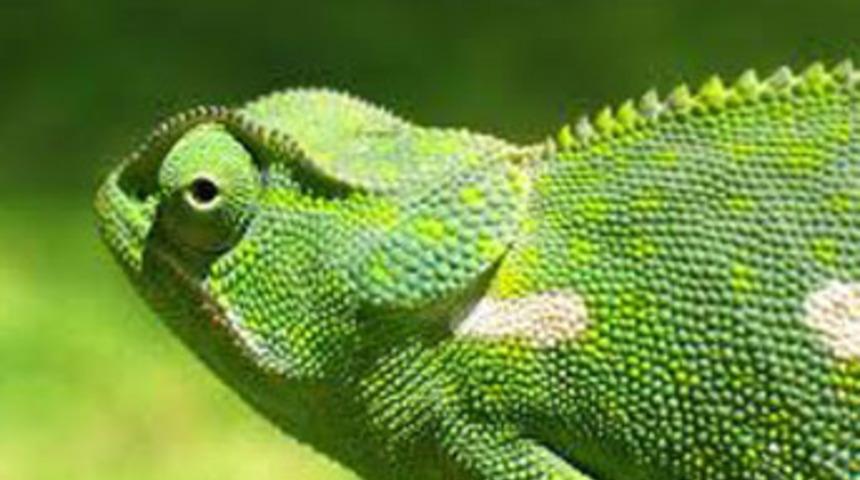 Tuhaf bilimsel araştırmalar