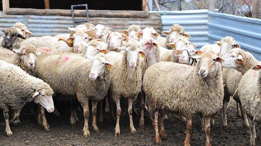 Kayseri'de iki ilçede 'şap' karantinası! Hayvan giriş ve çıkışları yasaklandı