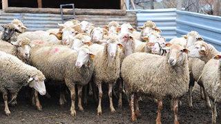 Kayseri'de iki ilçede 'şap' karantinası! Hayvan giriş ve çıkışları yasaklandı