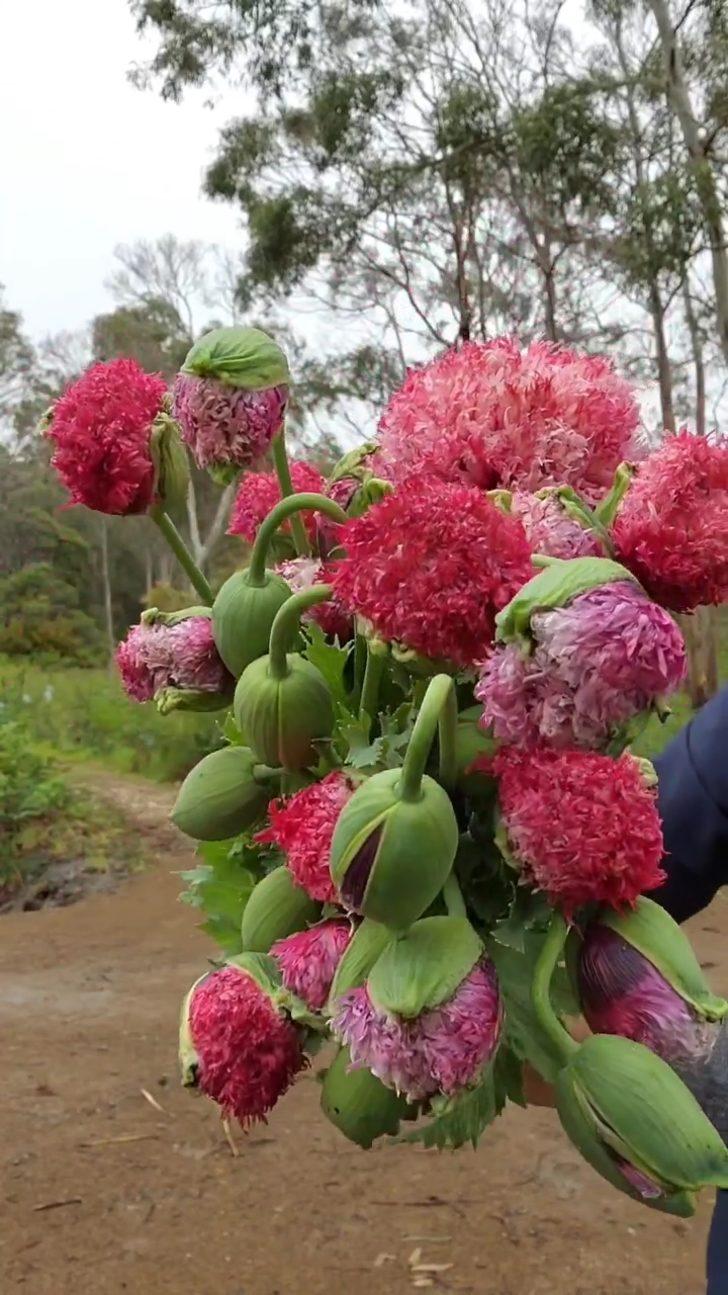 Düğünler için dekoratif çiçek yetiştirdiğini düşünüyordu! Aslında yasaklı madde yetiştiriyormuş G5