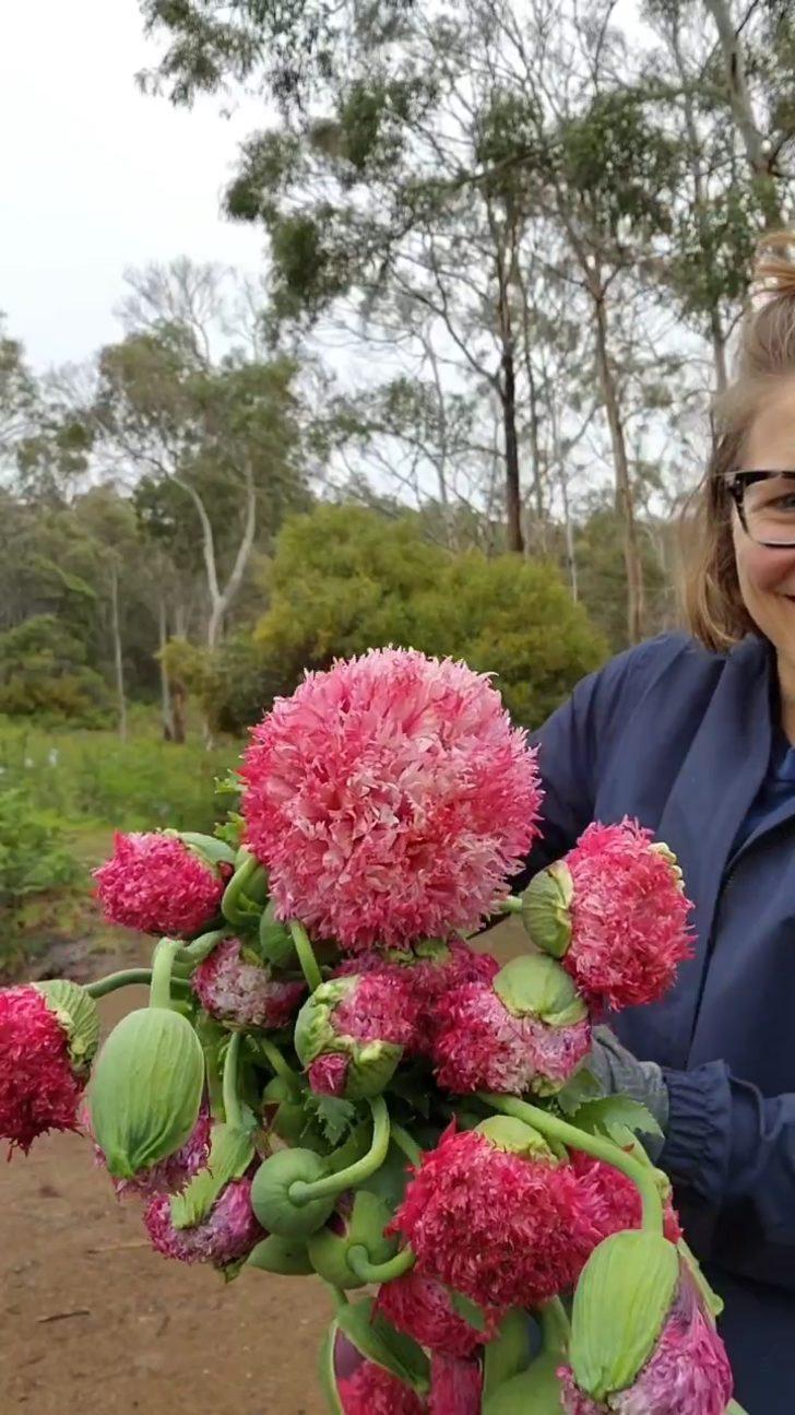 Düğünler için dekoratif çiçek yetiştirdiğini düşünüyordu! Aslında yasaklı madde yetiştiriyormuş G4