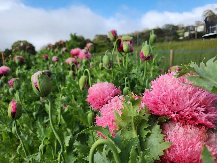 Düğünler için dekoratif çiçek yetiştirdiğini düşünüyordu! Aslında yasaklı madde yetiştiriyormuş G1