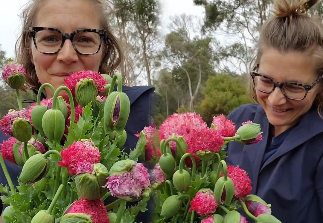 D&uuml;ğ&uuml;nler i&ccedil;in dekoratif &ccedil;i&ccedil;ek yetiştirdiğini d&uuml;ş&uuml;n&uuml;yordu! Aslında yasaklı madde yetiştiriyormuş