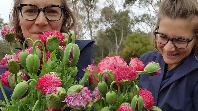 Düğünler için dekoratif çiçek yetiştirdiğini düşünüyordu! Aslında yasaklı madde yetiştiriyormuş