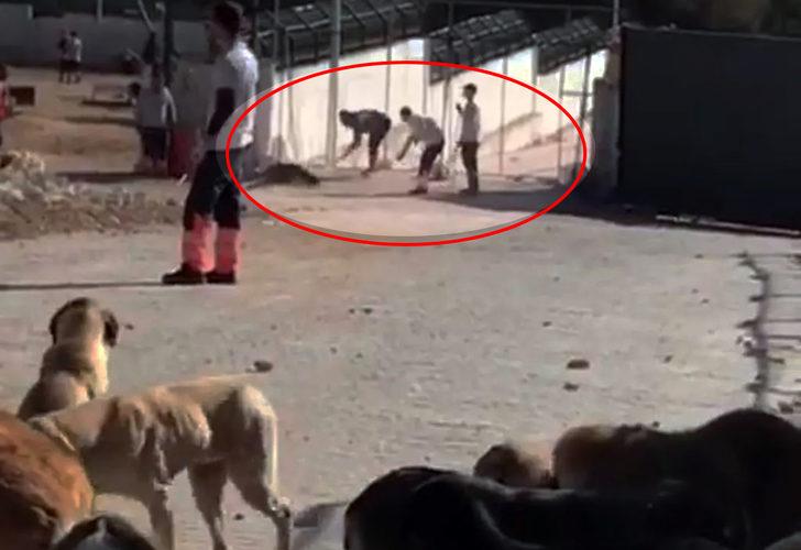 Son dakika | Diğer köpeklerin sağlık durumu merak ediliyordu! Bakanlık duyurdu: Konya'daki skandal görüntülerin ardından harekete geçildi