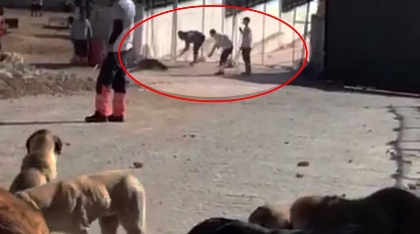 Son dakika | Diğer köpeklerin sağlık durumu merak ediliyordu! Bakanlık duyurdu: Konya'daki skandal görüntülerin ardından harekete geçildi