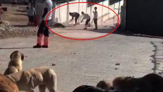 Son dakika | Diğer köpeklerin sağlık durumu merak ediliyordu! Bakanlık duyurdu: Konya'daki skandal görüntülerin ardından harekete geçildi