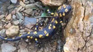 Nesli tehdit altında! Yine Tunceli’de görüldü