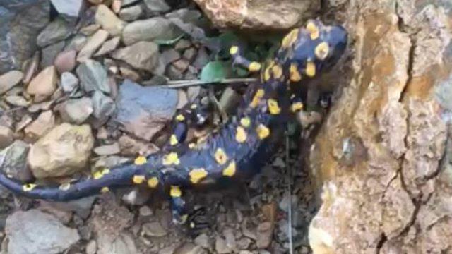 Nesli tehdit altında! Yine Tunceli’de görüldü