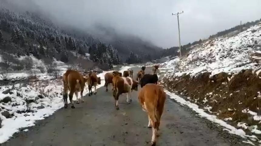 Yaylalara kar yağmasıyla birlikte sürülerin dönüş yolculuğu başladı