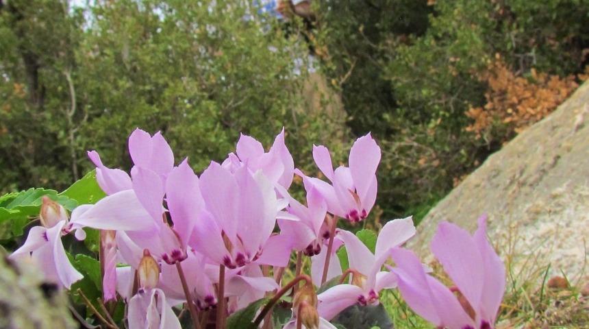 Aydın dağlarını hazan renkleri sardı