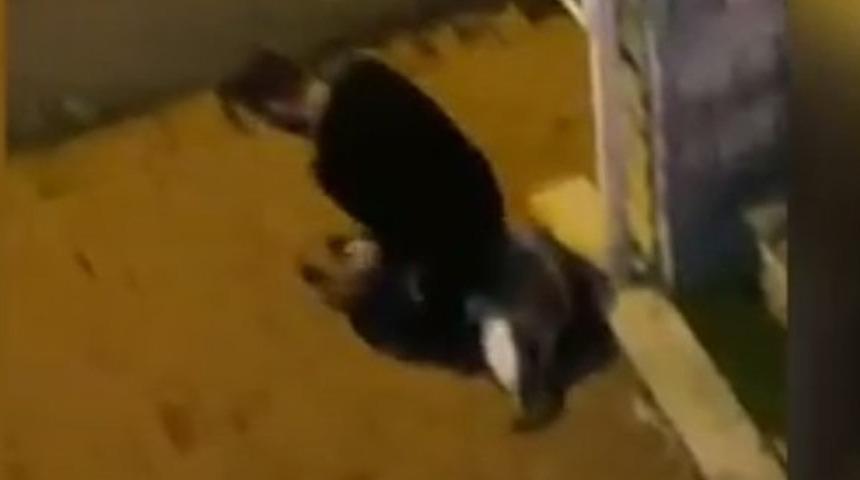 Sokak k&ouml;peğini elleriyle boğmaya &ccedil;alıştı! Sarıyer'deki g&ouml;r&uuml;nt&uuml; sosyal medyayı ayağa kaldırdı