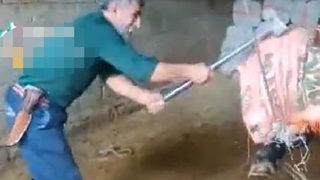 SON DAKİKA | Hayvanlara şiddet bitmiyor! Konya'dan sonra bu kez Mardin: Boğayı balyozla başına vurarak öldürdü