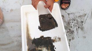 Karadeniz'de ürküten araştırma! Karadeniz kıyılarında ortaya çıktı... 'Zehirleyici etkisi var'