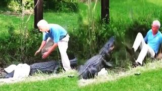 Timsahı yakalamak isterken av oluyordu! Kimin av kimin avcı olduğunu kimse anlayamadı