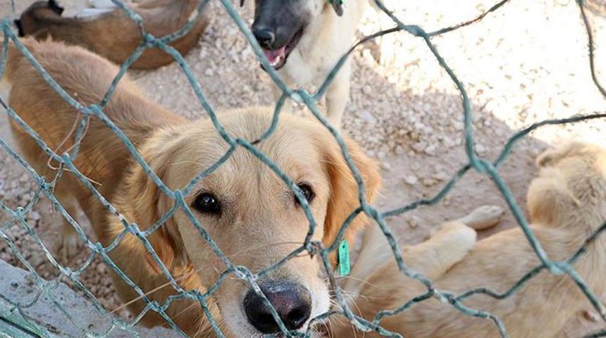 SON DAKİKA | Bakan Kirişci'den hayvan barınaklarıyla ilgili açıklama! 'Pilot uygulamayı İstanbul'da başlattık'
