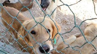 SON DAKİKA | Bakan Kirişci'den hayvan barınaklarıyla ilgili açıklama! 'Pilot uygulamayı İstanbul'da başlattık'