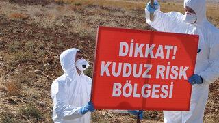 Kars'taki kuduz haberi endişe yarattı! Saldırgan hareketleri sonrası ölü bulundu, köy karantinaya alındı