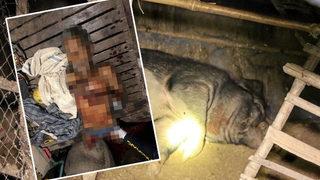 Evcilleştirip kendine arkadaş olsun istemişti! Yaban domuzu tarafından saldırıya uğrayan yaşlı adam feci şekilde can verdi