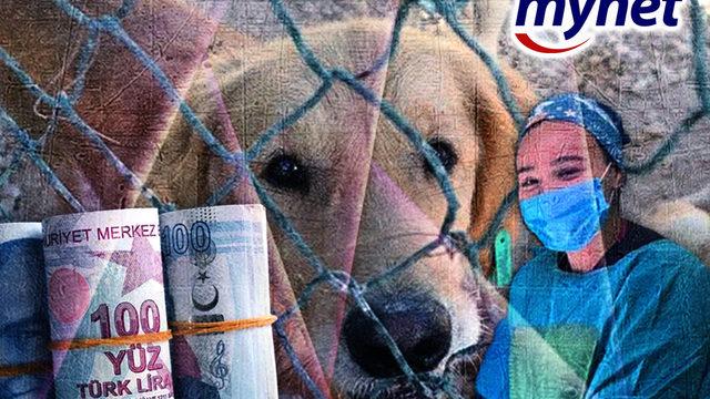 Türkiye'de ve dünyada bugün neler yaşandı? AK Parti'den 'EYT' açıklaması, sahte doktorla ilgili 'mesaj' detayı, hayvan barınaklarıyla ilgili gelişme...