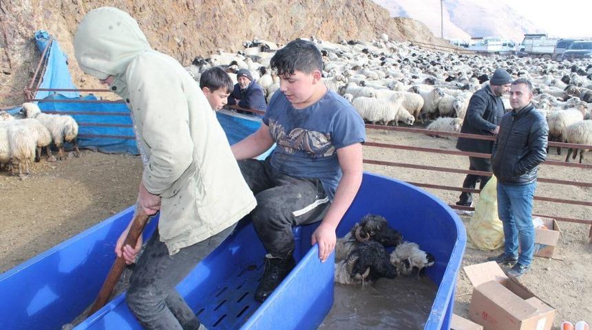 Bayburt’ta kış öncesi küçükbaş hayvanlar mobil koyun yıkama makineleriyle yıkanarak ilaçlanıyor