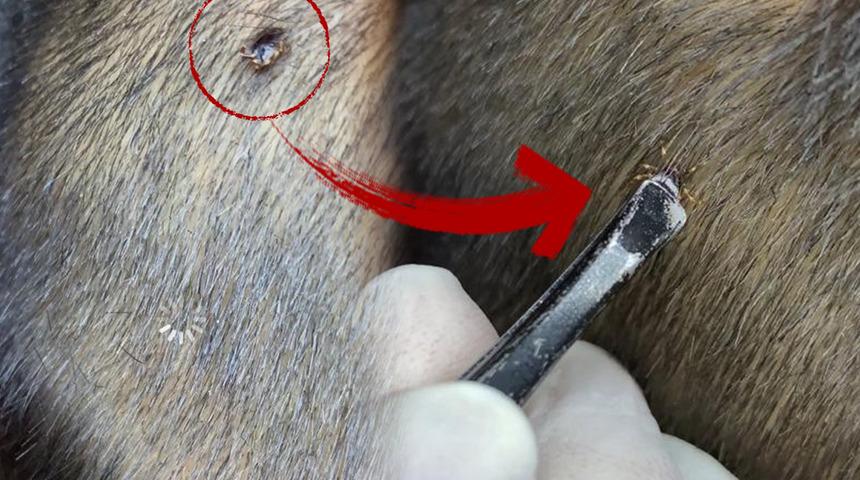 Berbere gitti, hayatı kurtuldu! Kafasında fark etti, ilk başta ben zannetti ama...